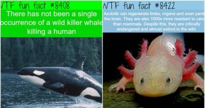 Awesome Facts About Animals That Everyone Should Know