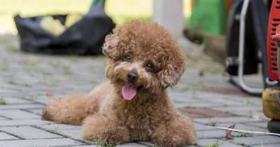 These Adorable Pups Are Some Of The Tiniest Dog Breeds In The World