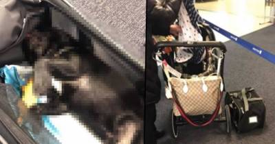 Dog Found Dead After Flight Attendant Stuffed It Into Overhead Storage On United Airlines Flight