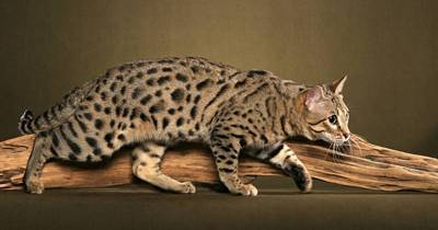 These Exotic Cat Breeds Will Leave You Purring