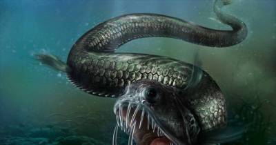 These Bizarre Sea Creatures Might Give You Nightmares