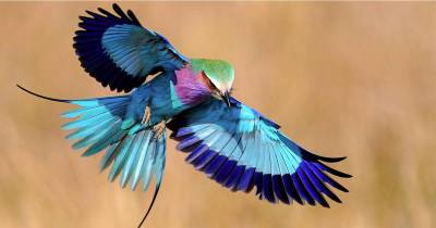 These Gorgeous Wild Birds Prove That Nature Is Amazing