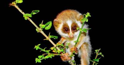 10 Critically Endangered Species That Future Generations May Never Get To See