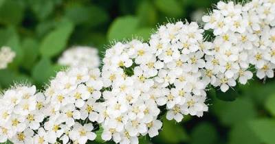 These Flowers Will Make Your Spring Garden The Envy Of All Your Neighbors