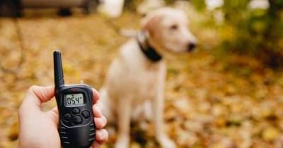 Electric Shock Pet Collars To Be Banned, Here Is Why