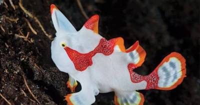 These Are Some Of The Coolest Freshwater Fish You Can Have In Your Aquarium