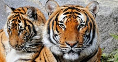 Wonders of The World: Tigers, 10 Great Facts About Them