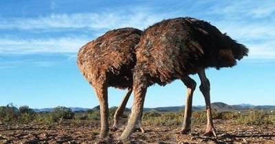 10 Myths About Animals That Are Totally Untrue