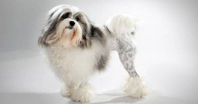 You Are Going To Love These Amazing Breeds Of Dogs From Around The World