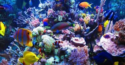 These Gorgeous Fish Are Perfect For Your Saltwater Aquarium