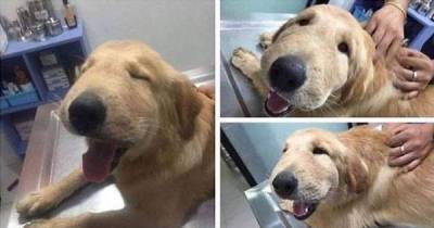 Here Is An Up-Close Look To Why Dogs Are The Best