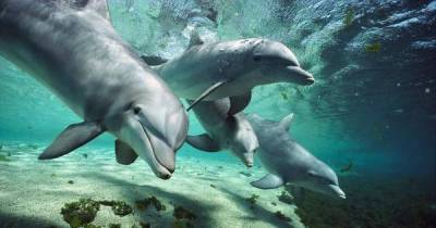 Take A Look At 10 Of The Smartest Animals In The World