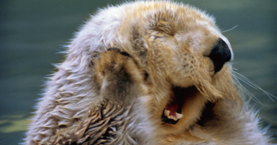 Wonders Of The World: 8 Unbelievable Facts About Otters
