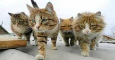 Cats Are Total Jerks, And We've Got The Pictures To Prove It
