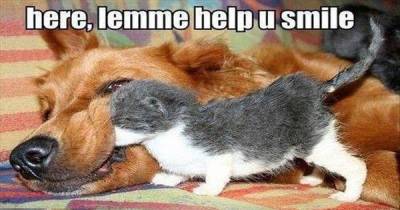 These Funny Pics Of Pets Will Totally Make Your Day