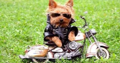 Here Are Some Pictures That Prove That Your Pets Are Cooler Than You