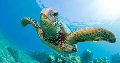 Check Out These Super Cool Turtles From Around The World