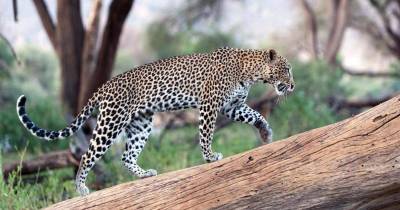 Breathtaking Images Of The Most Amazing Wild Cats From Around The World