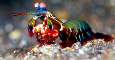 Amazing Animals You Won't Believe Are Actually Real