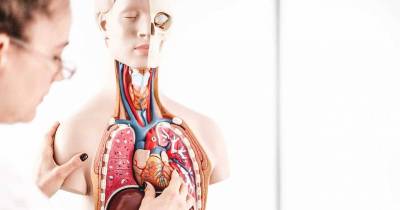 New Organ Has Just Been Discovered In The Human Body After Scientists Had Missed It For Thousands Of Years