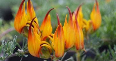 You Won't Find Any Of These Rare Flowers In The United States