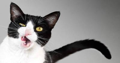 We Have The Perfect Cat Gifs To Match Your Zodiac Sign