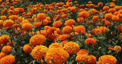 Here Is Why These 6 Plants Keep Bugs Away