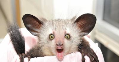 Weird Animals That You Won't Believe Are Real