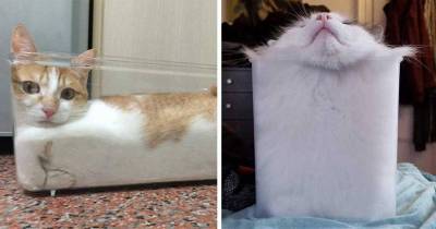 Cats Are Unique Because They Are Solid And Liquid At The Same Time
