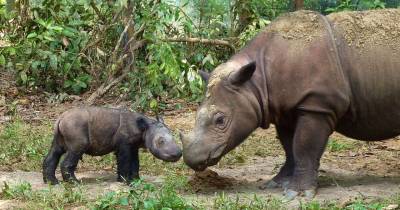 5 Of The Most Rare Critically Endangered Animals On Earth