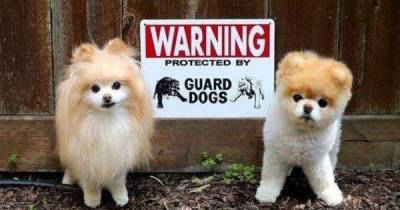 These Adorable Beware Of Dog Signs Show You Have Nothing To Fear