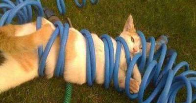 These Cats Look Like They Are Seriously Regretting Their Life Decisions