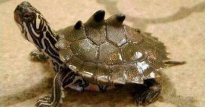 These Animals Of Tumblr Are Too Cute For Words