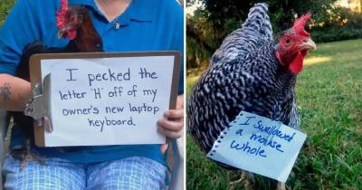 Chicken Shaming Is A Thing And It's Totally Hilarious