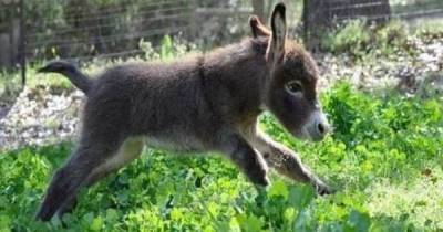 It Is Time To Get Your Daily Dose Of Super Cute Animals
