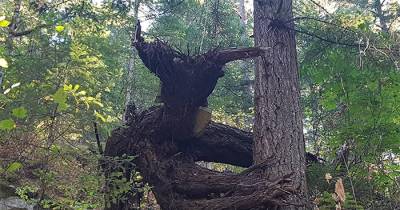 Trees That Appear To Be Other Things