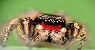 Spiders Are The Most Misunderstood Creatures On Earth