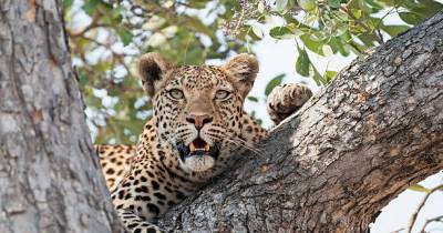 Wildlife Incidents In South And East Africa Claimed Lives Of Two People In An Unfortunate Accident