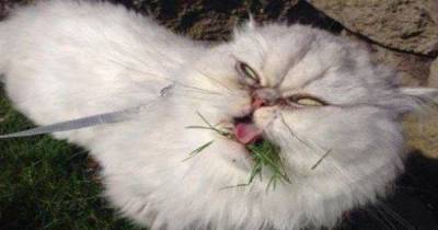 More Animal Memes To Brighten Up Your Week