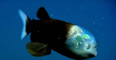 Strange Alien Creatures That Are Found Right Here On Earth