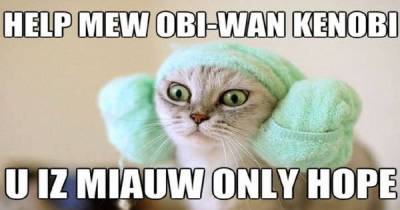 If You Love Cats, These Memes Will Totally Make Your Day
