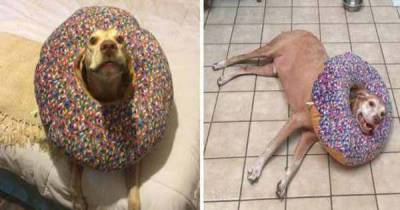 This Are The Reasons Why Dogs Bring So Much Joy To Our Lives