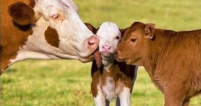 These Little Animal Poems Are Too Cute For Words