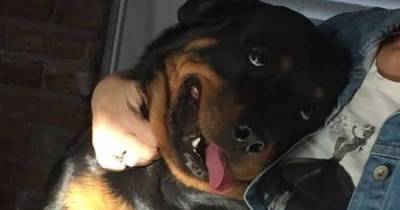 Dogs Really Do Have The Ability To Brighten Up Even The Worst Days