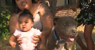 Heroic Pit Bull Puppy Emerges From House Fire Carries Baby By Diaper