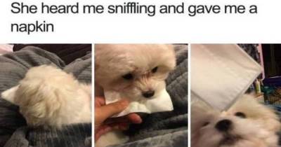 These Adorable Animal Memes Will Totally Brighten Your Day
