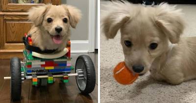 Young Boy Helps A Disabled Puppy Move Around By Building Him A Wheelchair Of LEGO Bricks