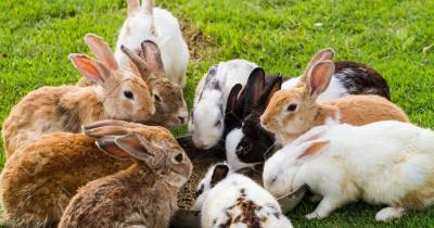 According To Vets, Rabbits Should Be Kept In Groups Or With A Partner To Combat Loneliness