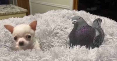 Pigeon Who Cannot Fly Befriends A Puppy Who Cannot Walk, Both Become Best Friends
