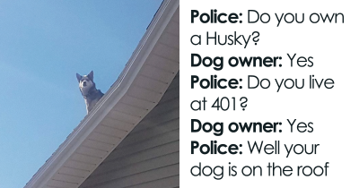 Police Calls Man To Inform Him His Husky Is Sitting On Top Of The Roof, Sends Hilarious Evidence As Proof